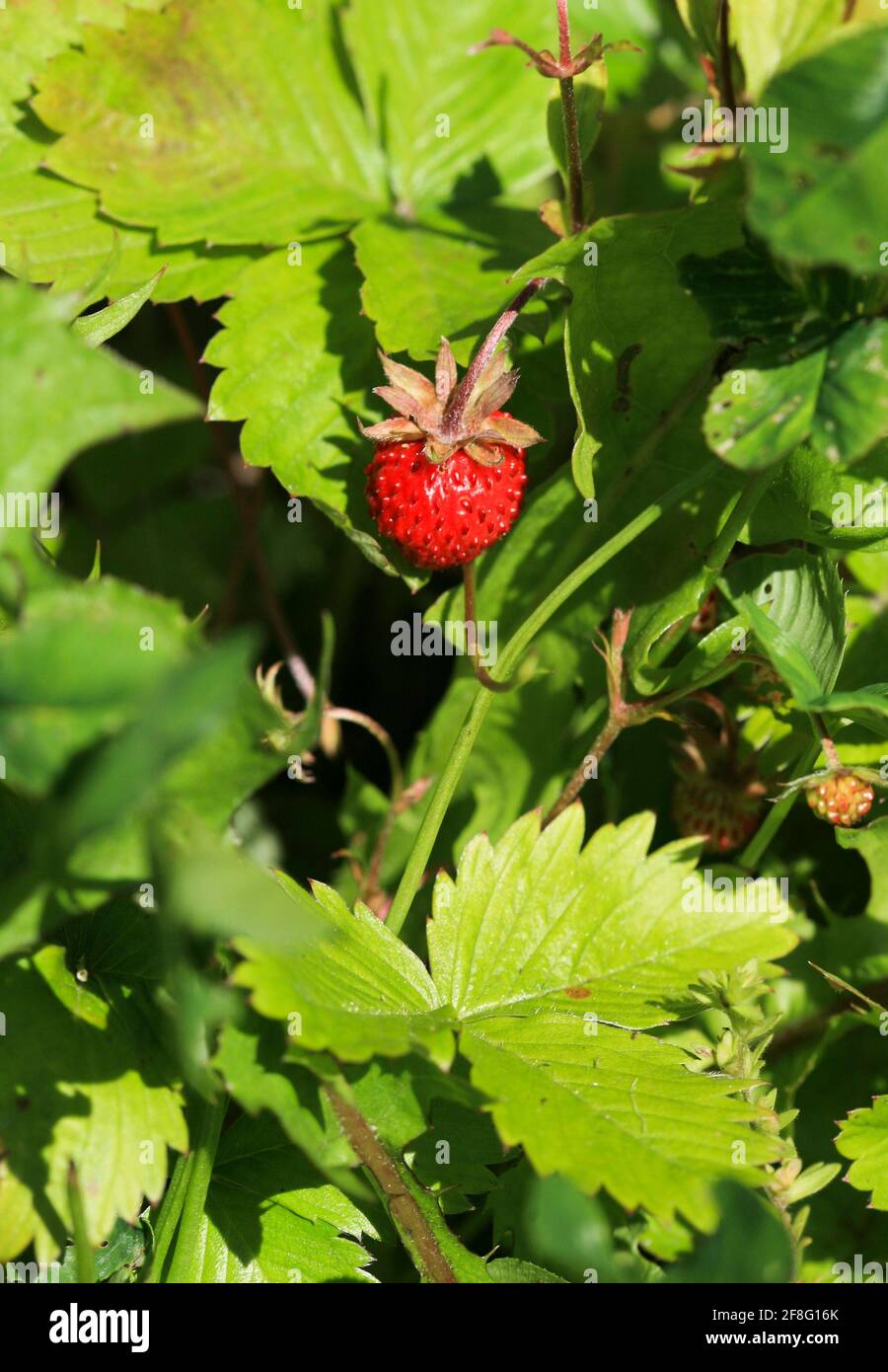 WILD STRAWBERRY Fragaria vesca Stock Photo - Alamy