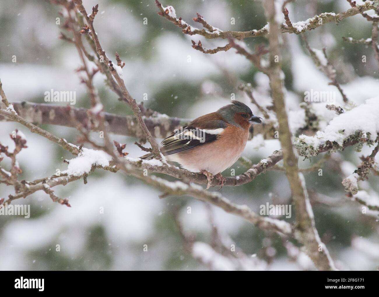 COMMON CHAFFINCH Fringilla coelebs on branch early spring with snow Stock Photo
