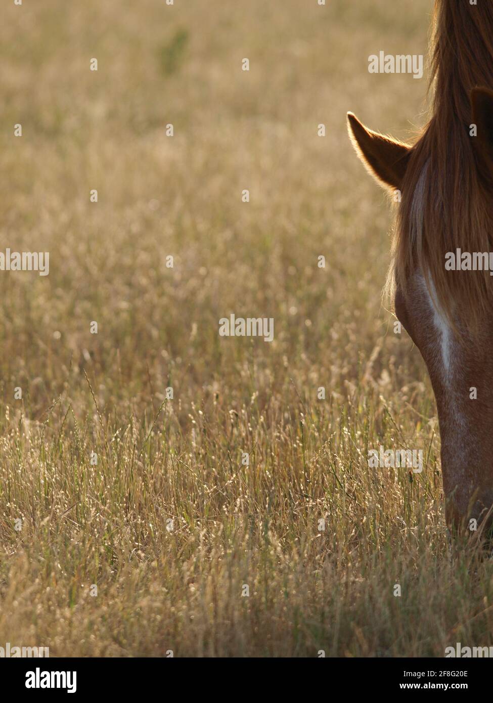 An abstract shot of a horse grazing with lots of black space for text. Stock Photo