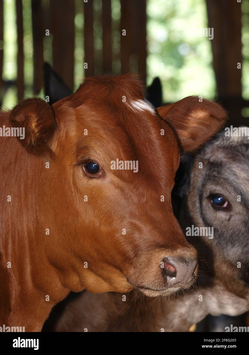 A head shot of a pretty adult cow in a barn. Stock Photo
