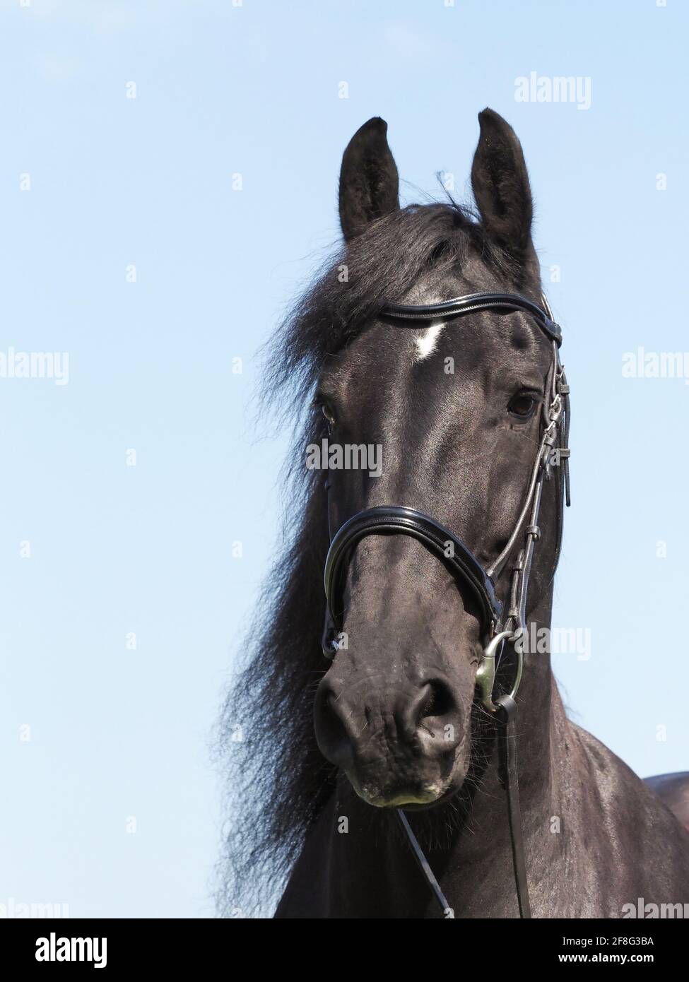 A head shot of a beautiful Friesian horse in a snaffle bridle. Stock Photo