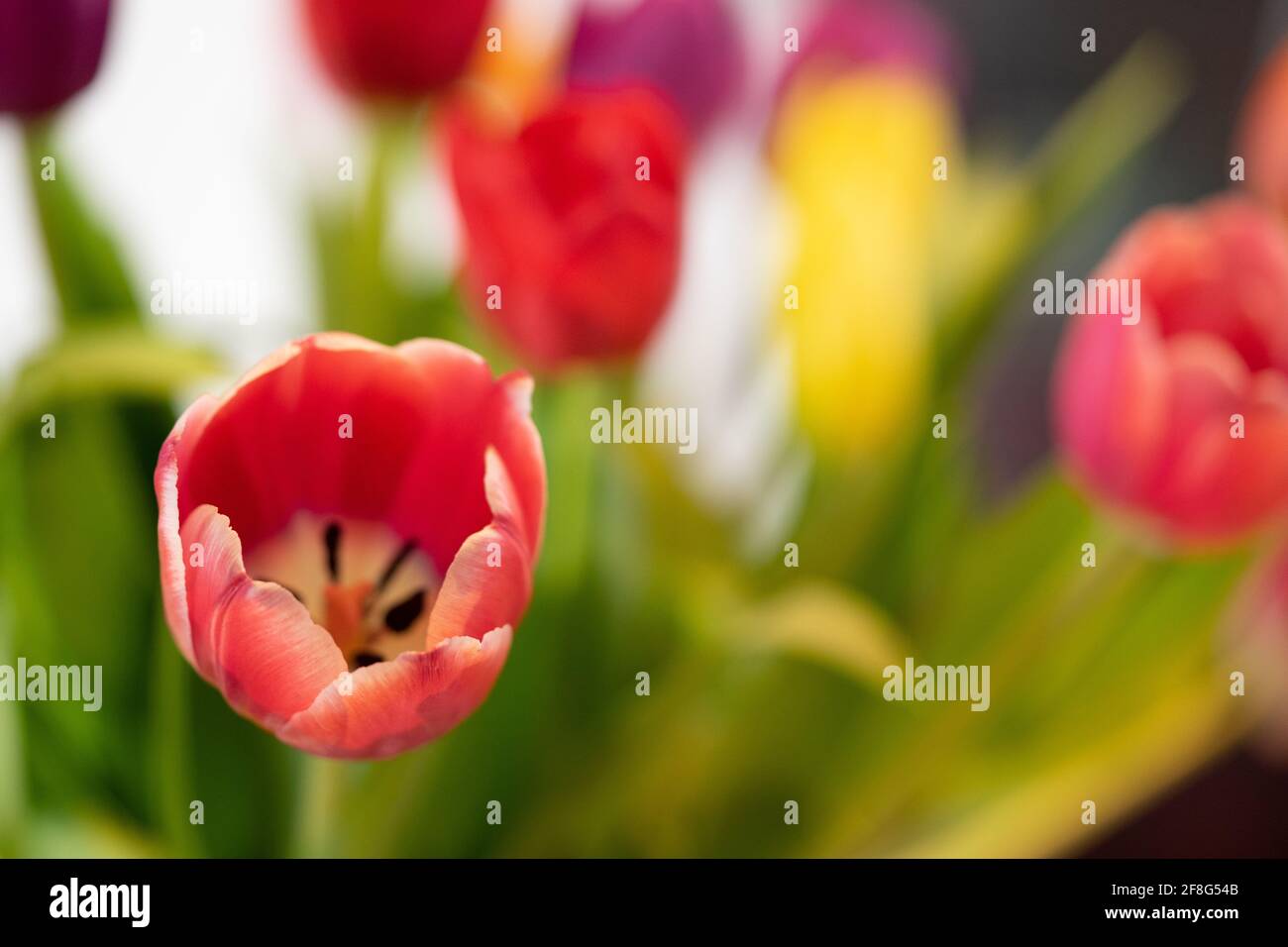Bunch of tulips in a vase with low depth of focus Stock Photo