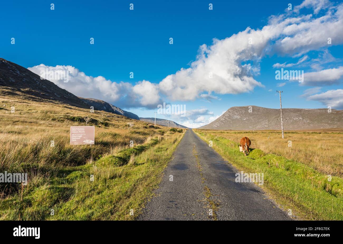 Country road from the village of Doochary towards the Glenveagh National Park, County Donegal, Ireland, with cattle grazing on the road verge Stock Photo