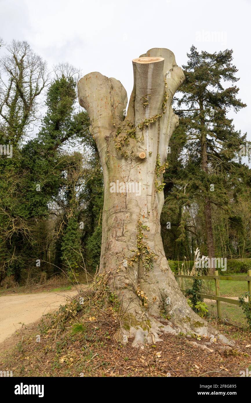Pollarded Beech Tree High Resolution Stock Photography and Images - Alamy