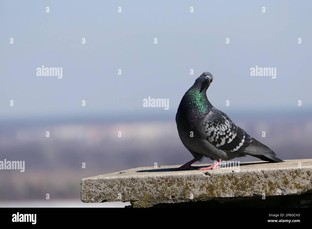 A beautiful pigeon in its natural habitat. Nature and birds Stock ...