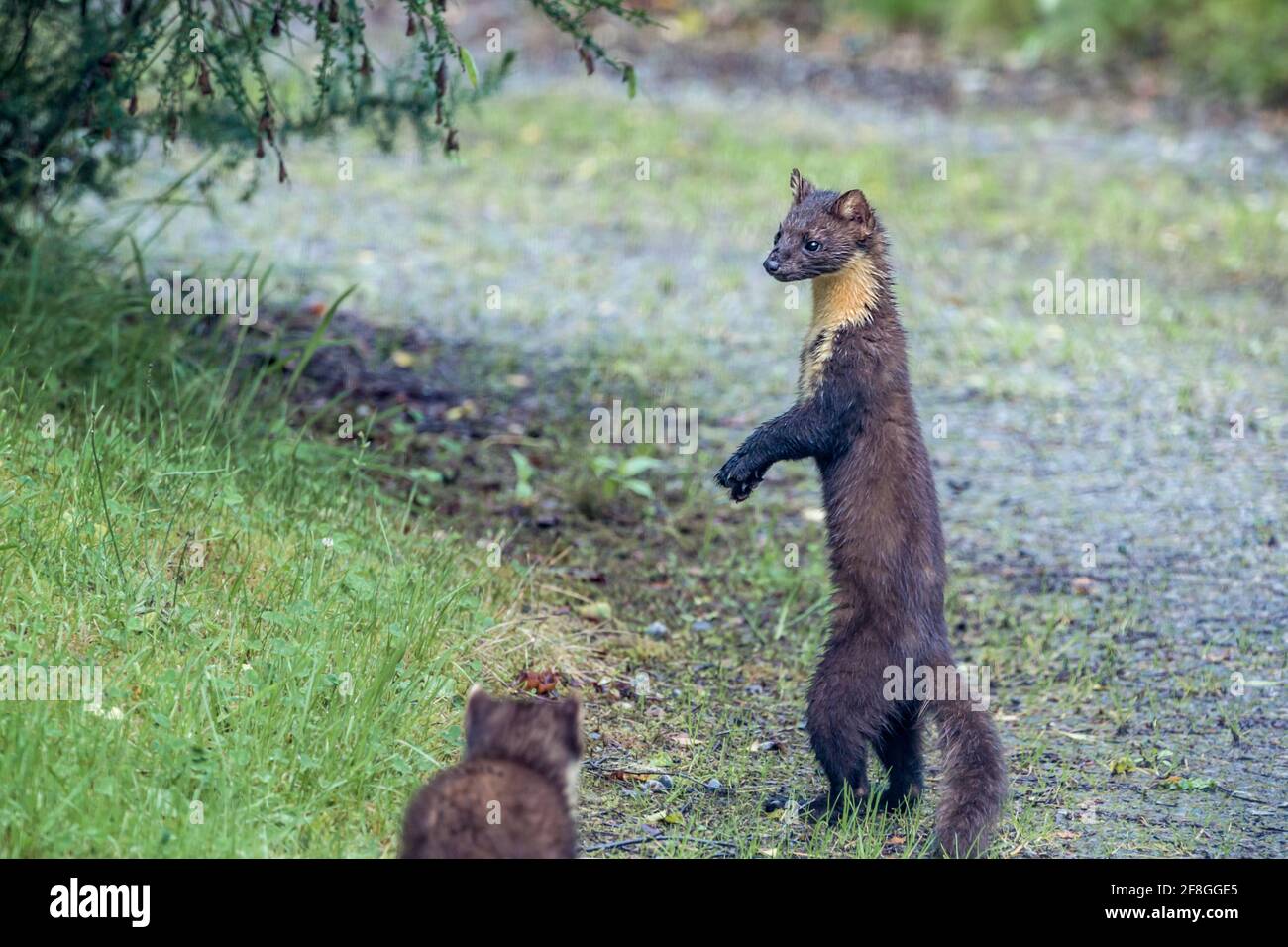 Juvenile Pine marten Martes martes standing on hind legs to get a better view in the Highlands of Scotland Stock Photo
