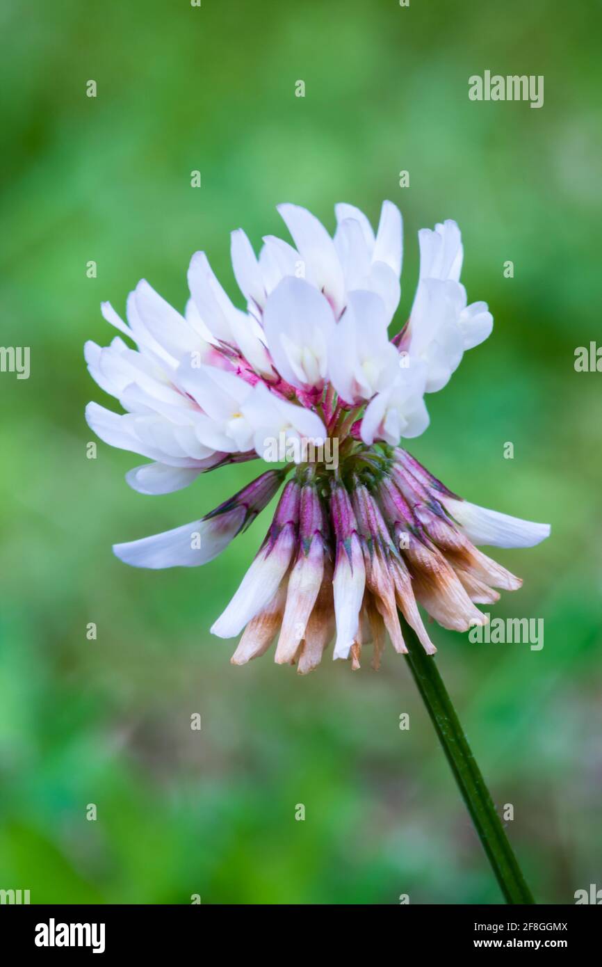 White Clover Trifolium repens white flower just starting to open, growing in the Highlands of Scotland Stock Photo