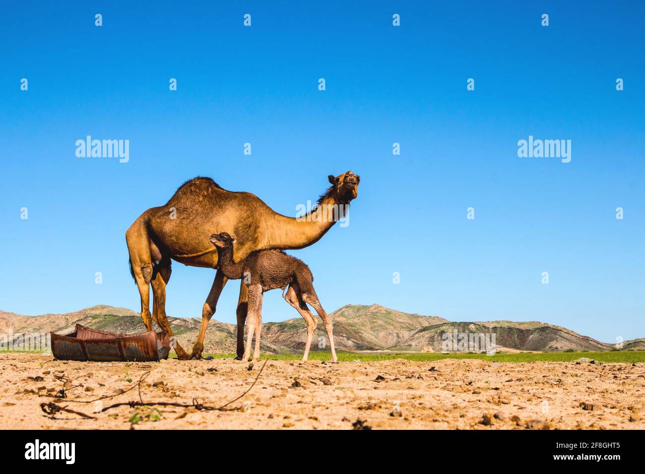 Uae desert animals group hi-res stock photography and images - Page 2 - Alamy Uae desert animals group hi-res stock photography and images - Page 2 - Alamy