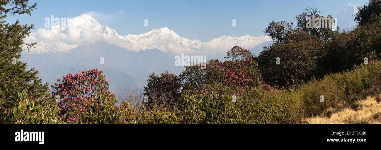 Dhaulagiri. Mount Dhaulagiri from Poon Hill view point and red rhododendrons, Nepal Stock Photo