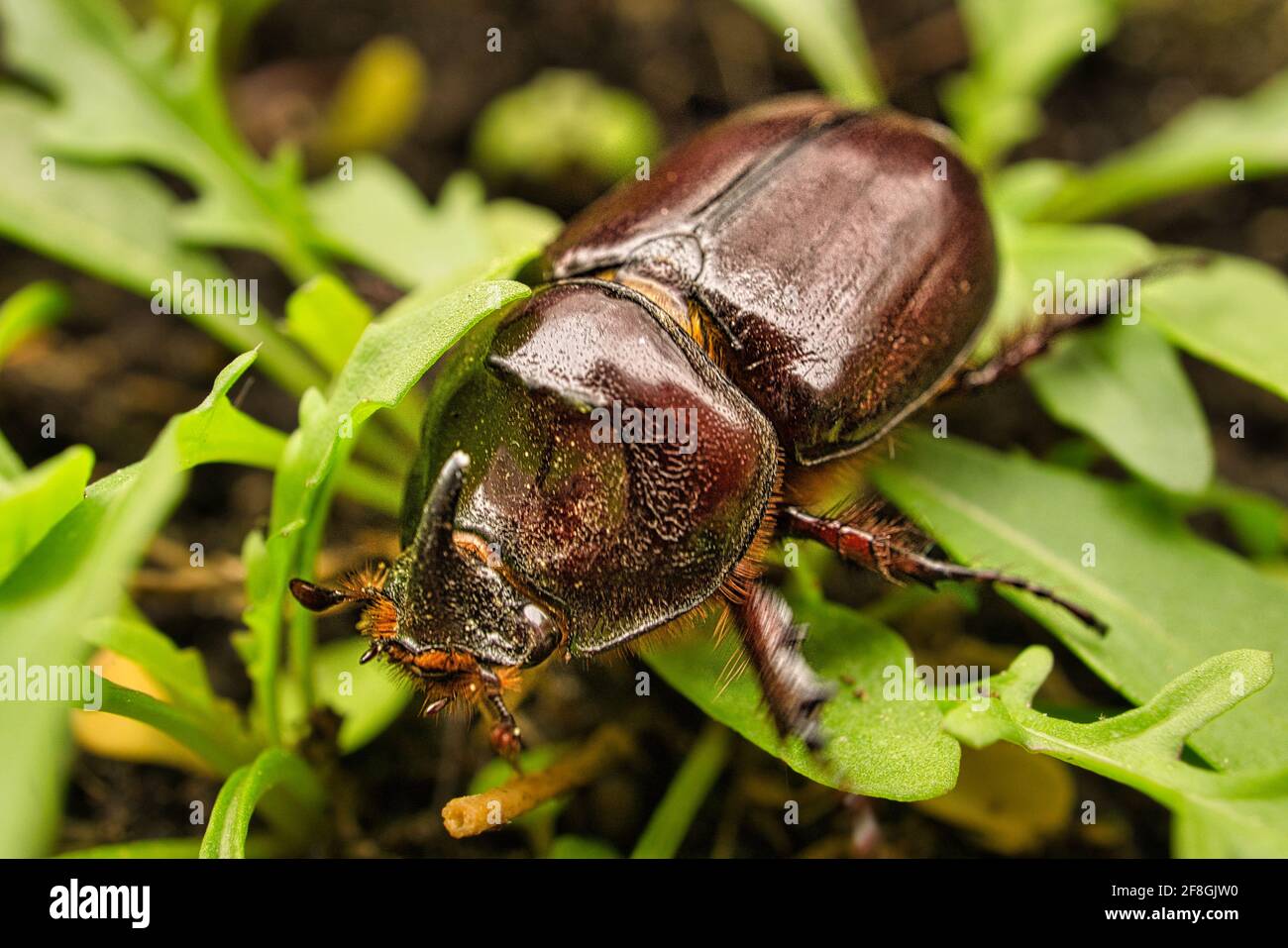 The rhinoceros beetle is a 'specially protected' species in Germany Stock Photo