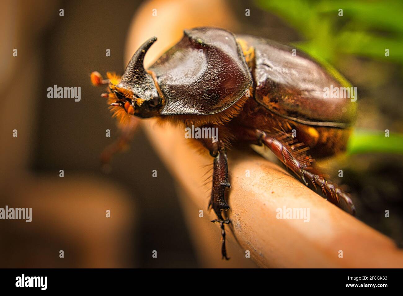 The rhinoceros beetle is a 'specially protected' species in Germany Stock Photo