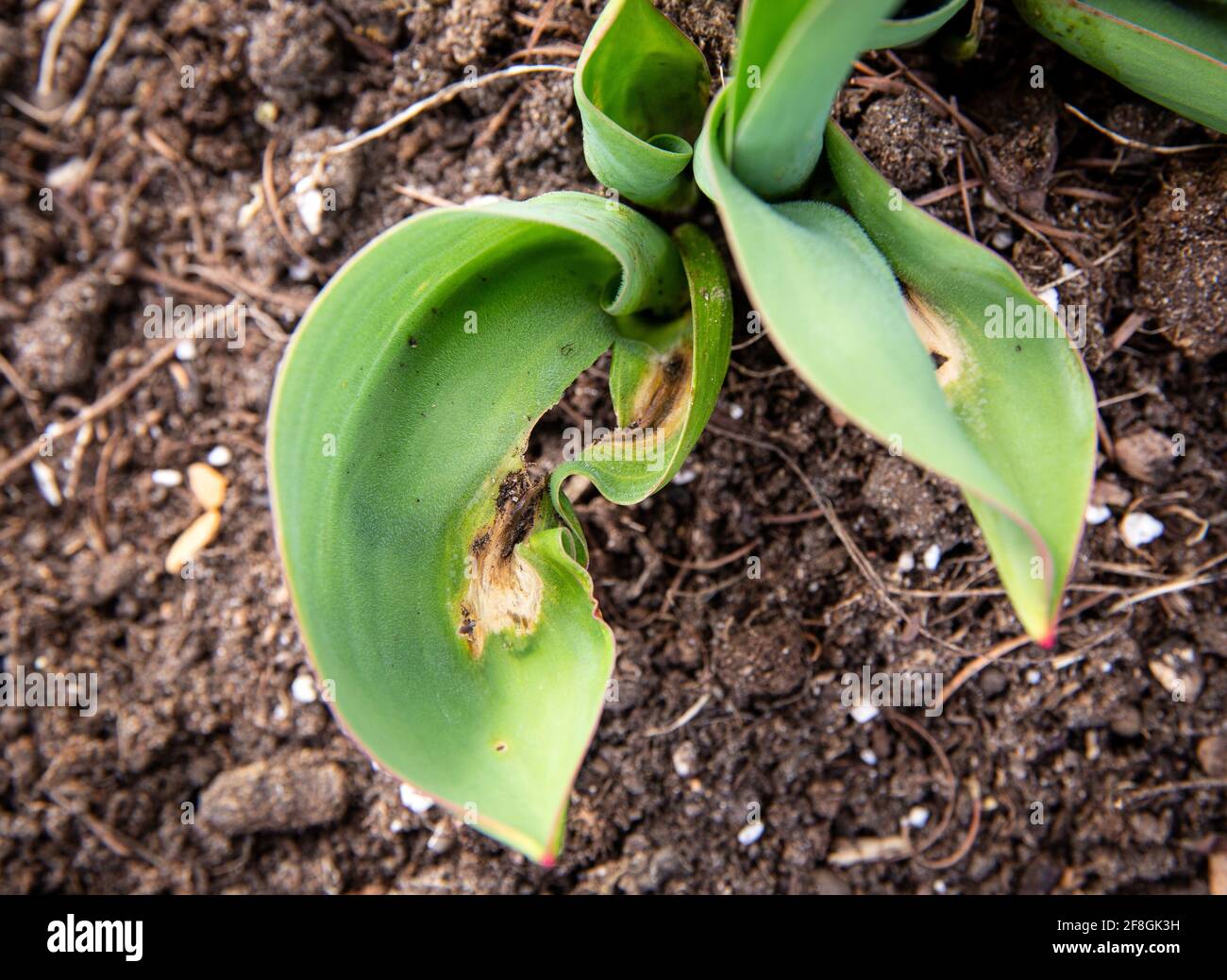 Botrytis tulipae is fungus that causes disease called tulip fire of flower tulips(Tulipa). Close up view of damaged tulip leaves in spring. Stock Photo