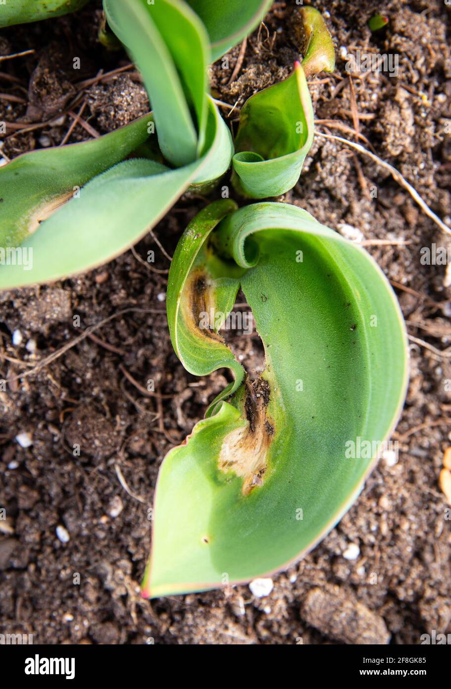 Botrytis tulipae is fungus that causes disease called tulip fire of flower tulips(Tulipa). Close up view of damaged tulip leaves in spring. Stock Photo