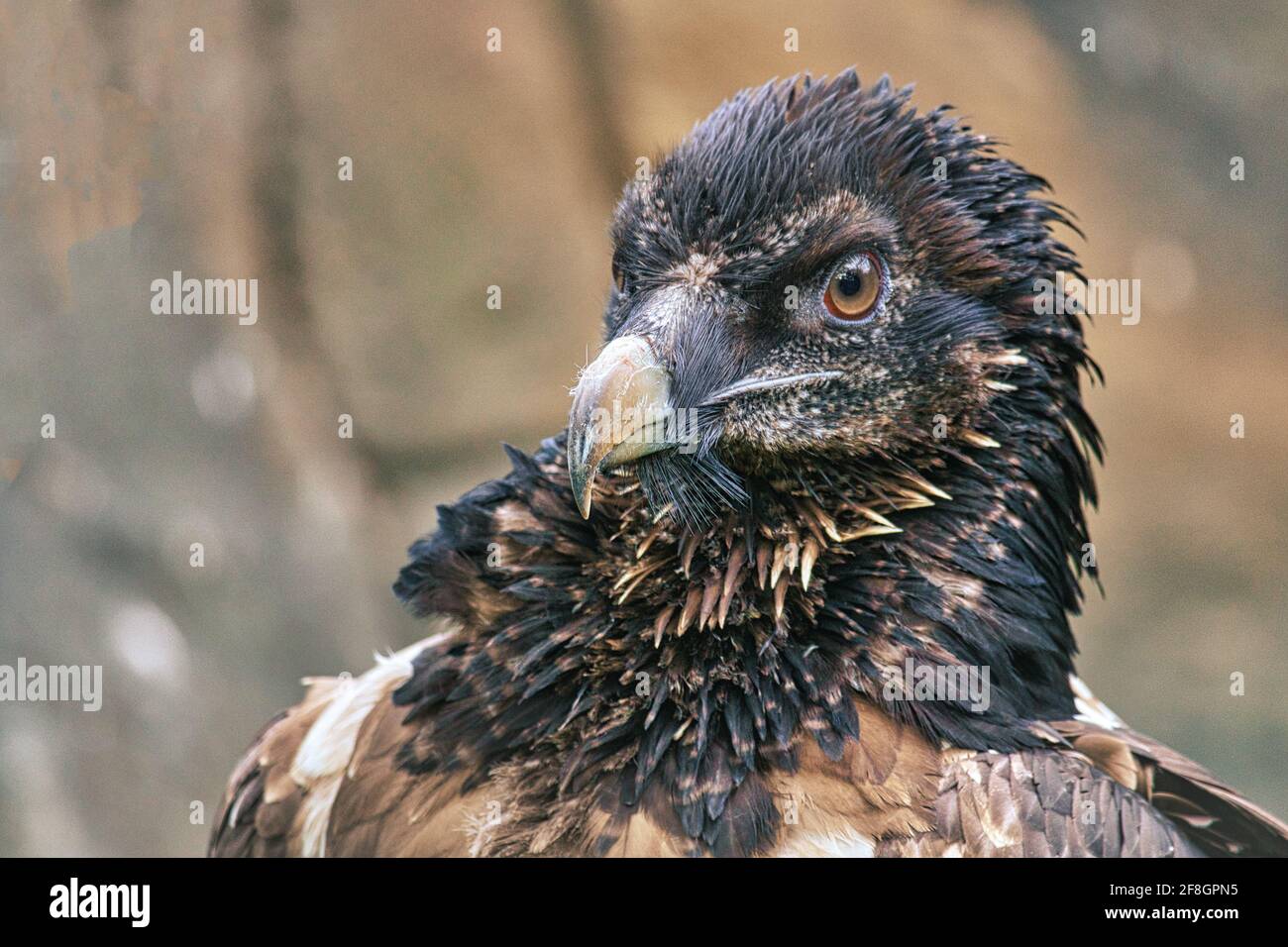 A vulture portrai from the Berlin Zoo. Very expressive this bird. Stock Photo
