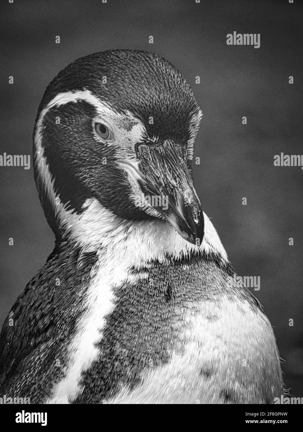 Black and white penguin SW portrait. look me in the eyes Stock Photo