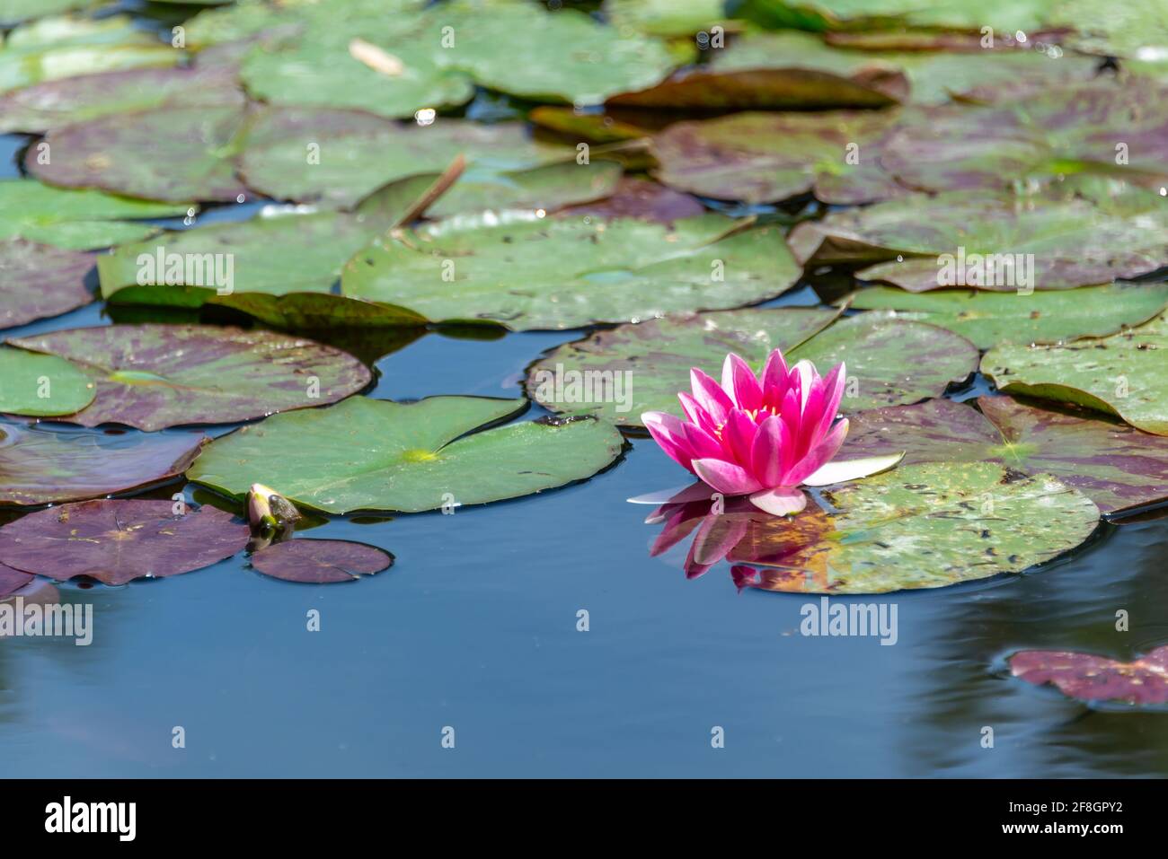 Pink water lily in a pond Stock Photo - Alamy
