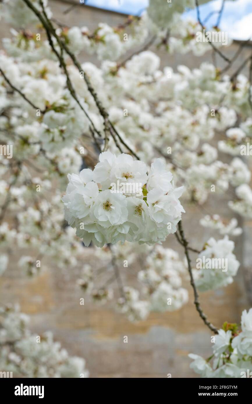 Prunus Shirotae Cherry Blossom High Resolution Stock Photography And Images Alamy Prunus Shirotae Cherry Blossom High Resolution Stock Photography And Images Alamy