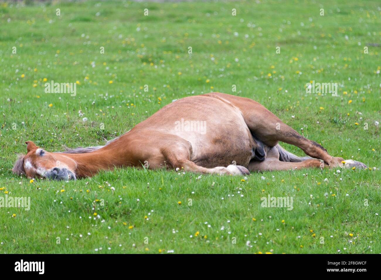 Horse lying on the meadow Stock Photo Alamy