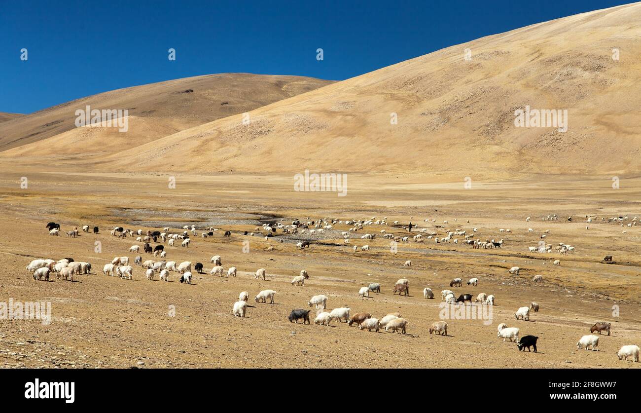 goats and sheeps herd in Indian Himalayas, Rupshu valley near Moriri Lake, Ladakh, Jammu and Kashmir, India Stock Photo