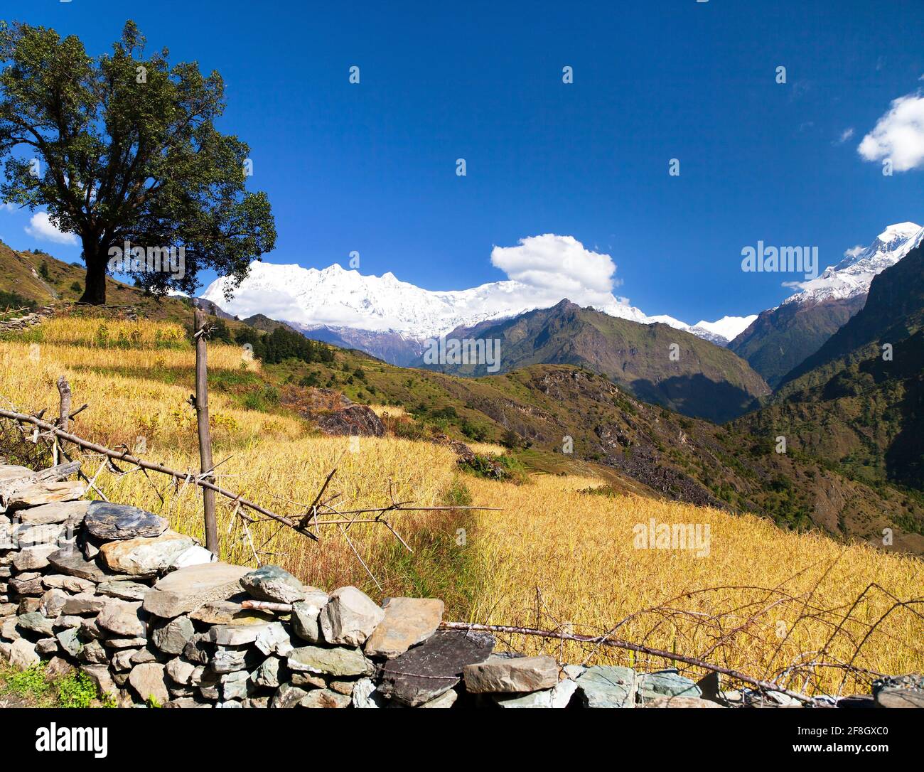 Rice field under Dhaulagiri Himal and snowy Himalayas mountain in Nepal Stock Photo