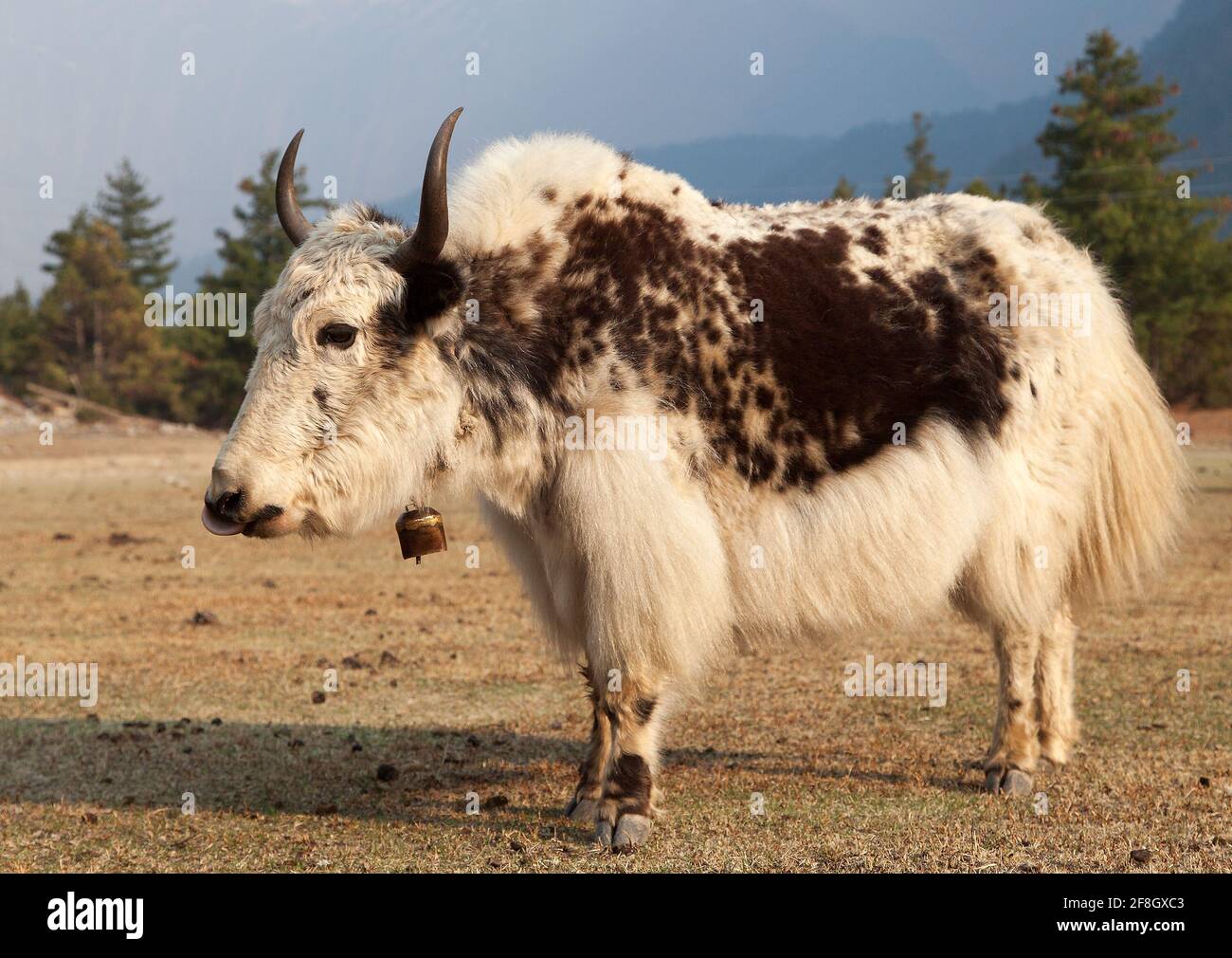 White and Brown yak on meadow Stock Photo