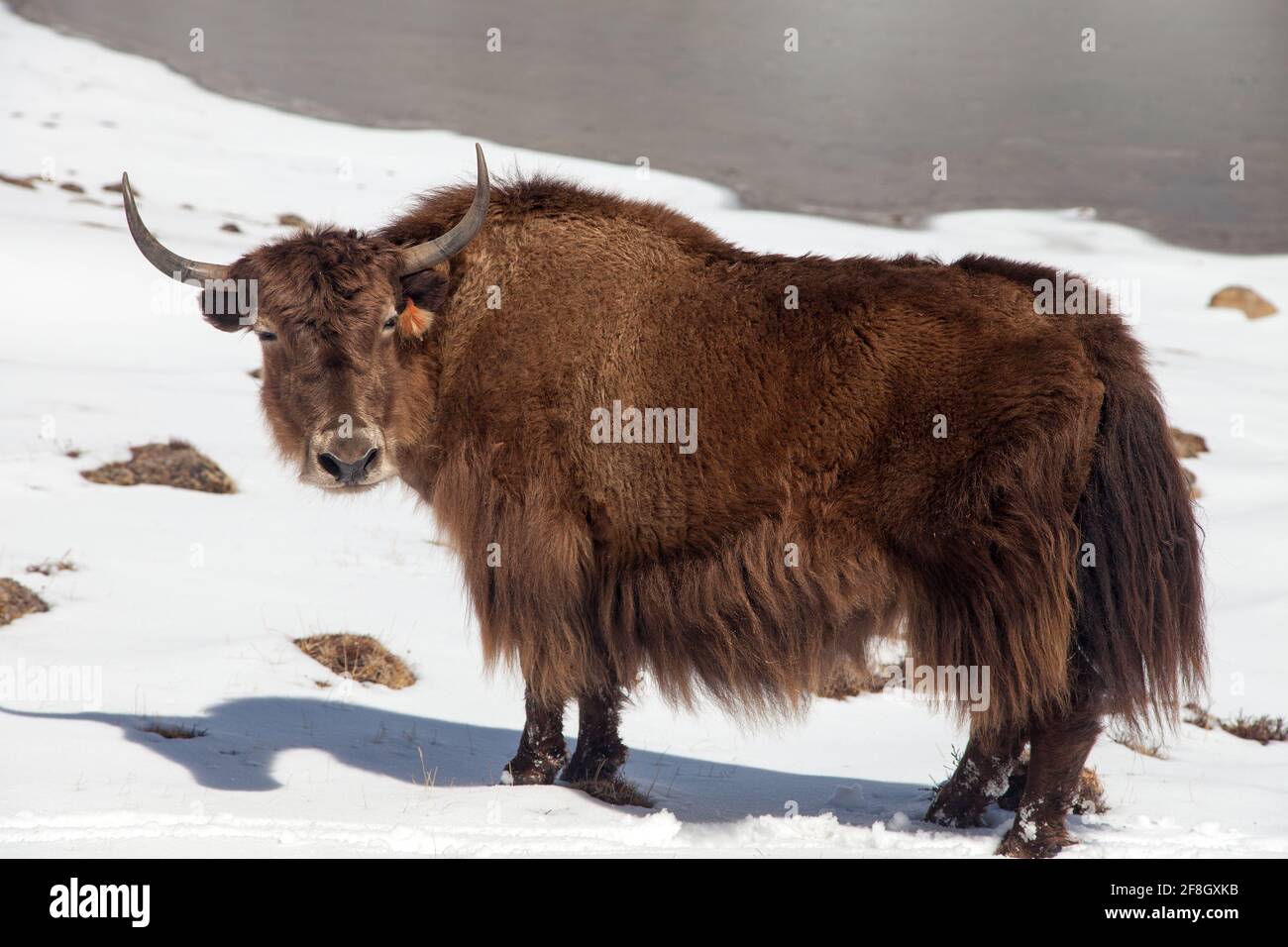 Brown yak on snow background Stock Photo
