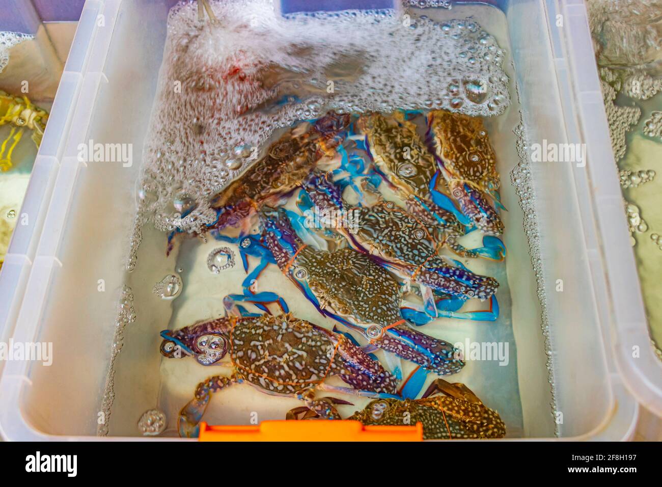 Seafood blue live crabs clams oysters and lobsters Thai market street