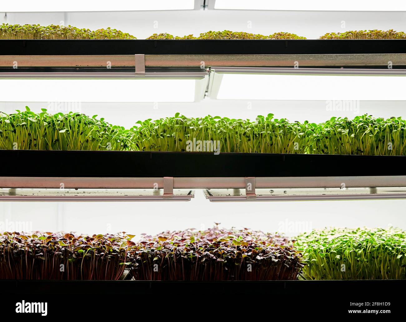 Trays of microgreen seedlings growing in urban farm Stock Photo