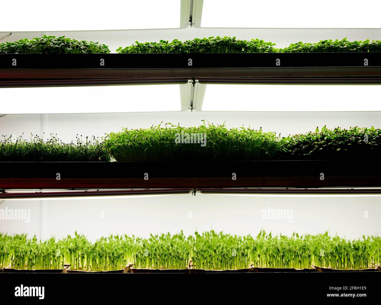 Trays of microgreen seedlings growing in urban farm Stock Photo