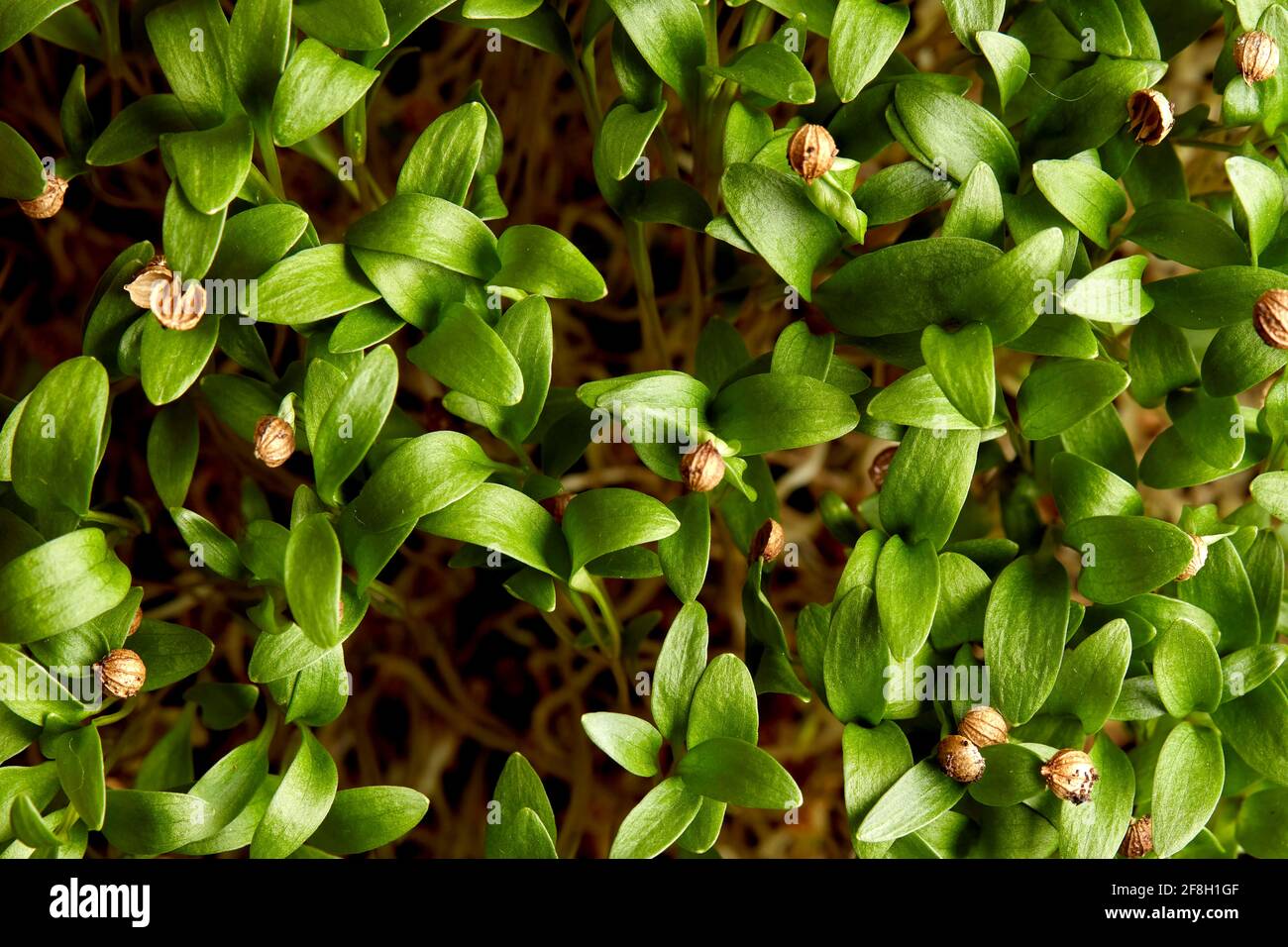 Close up of germinating coriander seed microgreens Stock Photo