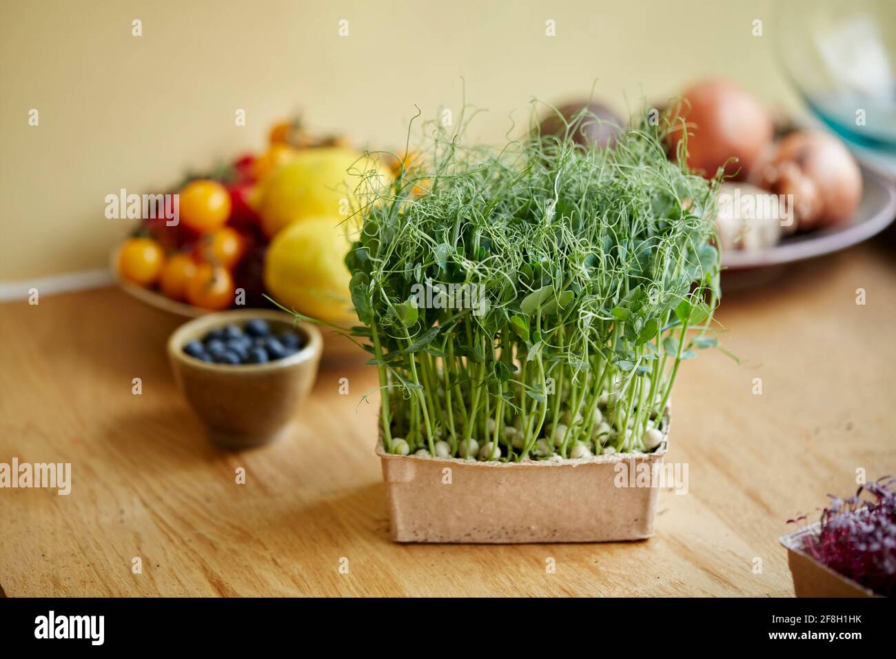Microgreens growing at home Stock Photo Alamy
