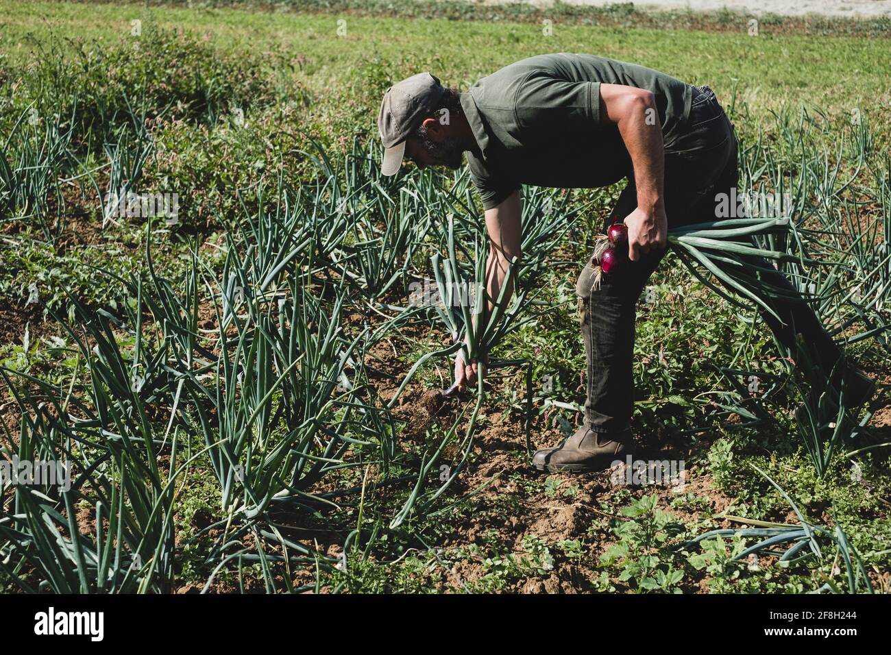 Field red onions hi-res stock photography and images - Alamy