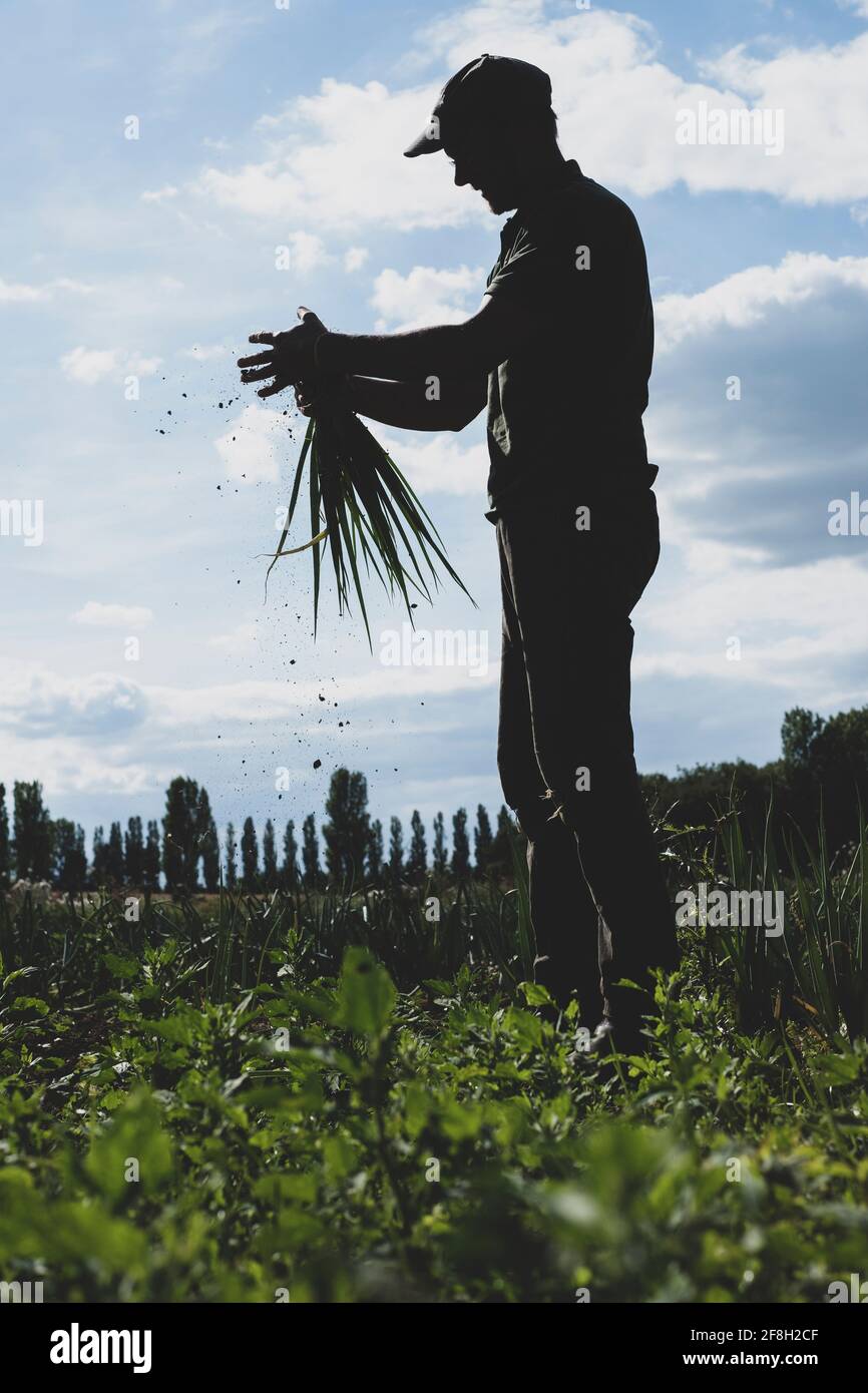 One Spring Onion Standing Holding spring onions hi-res stock photography and images - Alamy