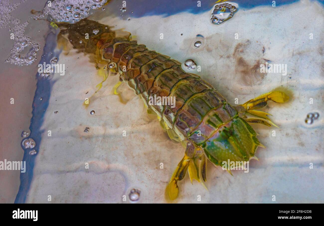 Seafood blue live crabs clams oysters and lobsters Thai market street ...
