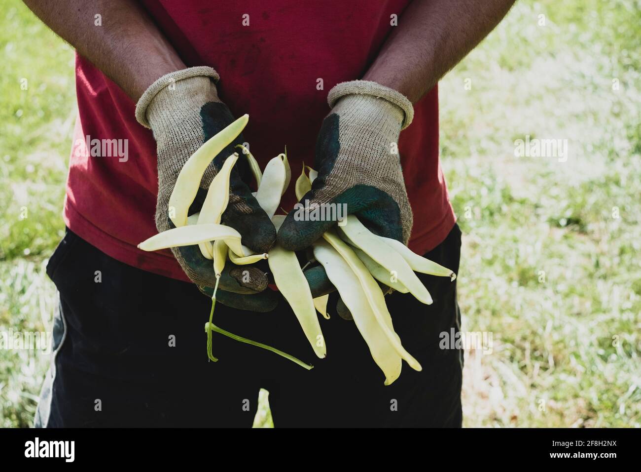 Close up of farmer wearing gardening gloves, holding freshly picked yellow runner beans. Stock Photo