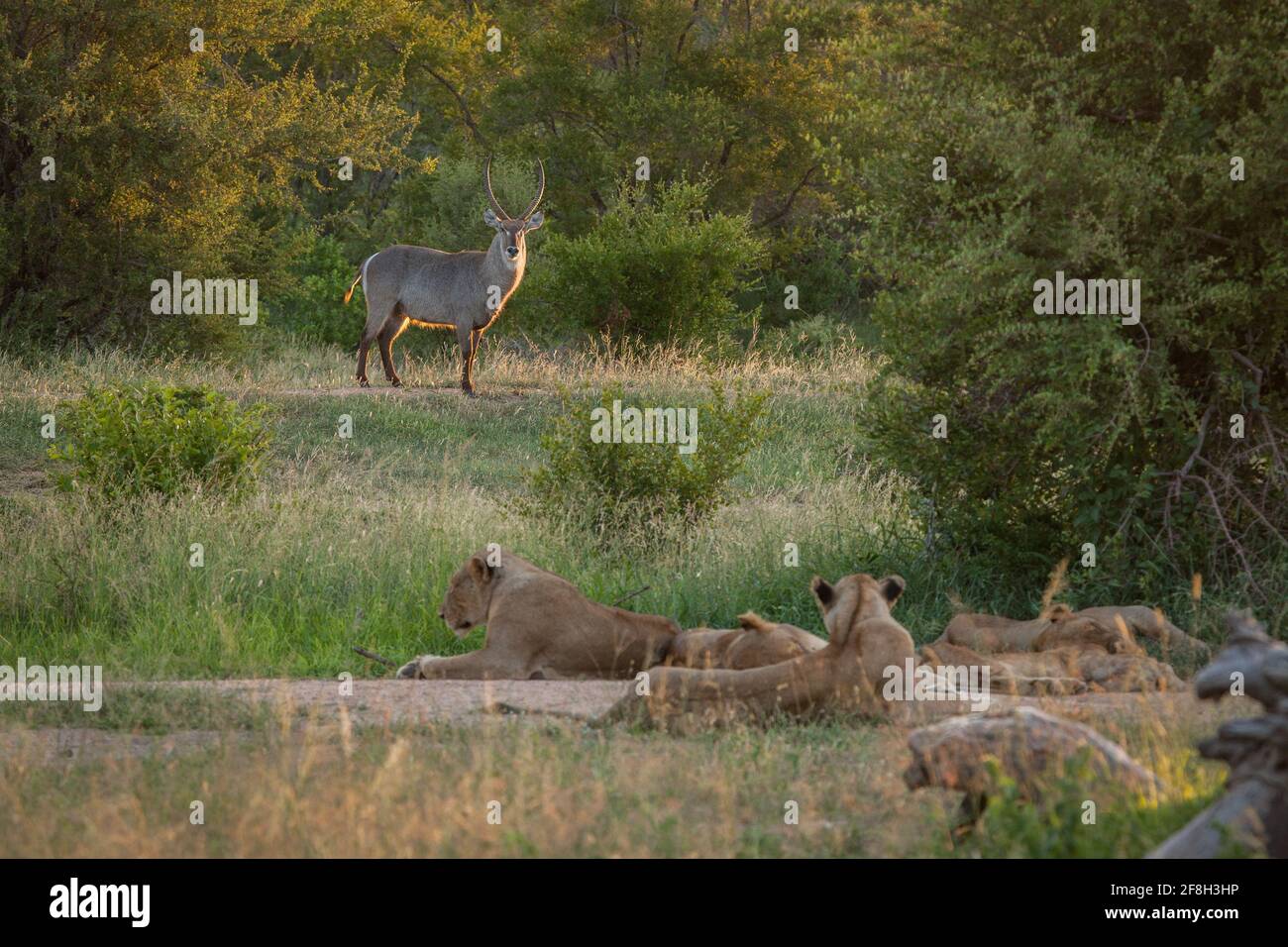 A pride of lions, Panthera leo, lie down and watch a waterbuck, Kobus ...