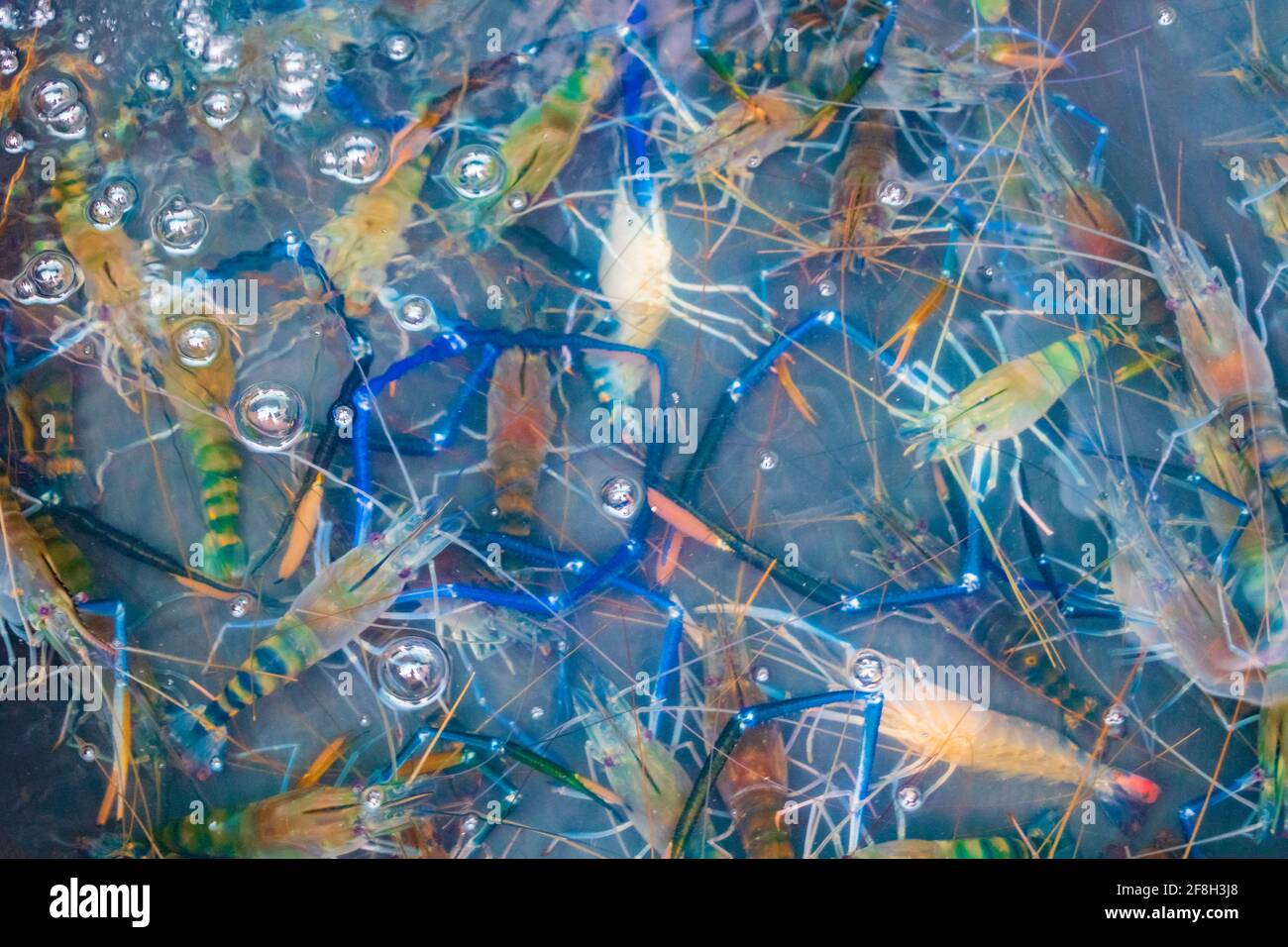 Seafood blue live crabs clams oysters and lobsters Thai market street ...