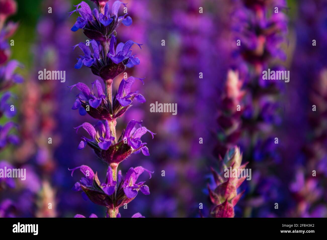 Purple flowering Sage (Salvia nemorosa) in the field, close up and selective focus Stock Photo