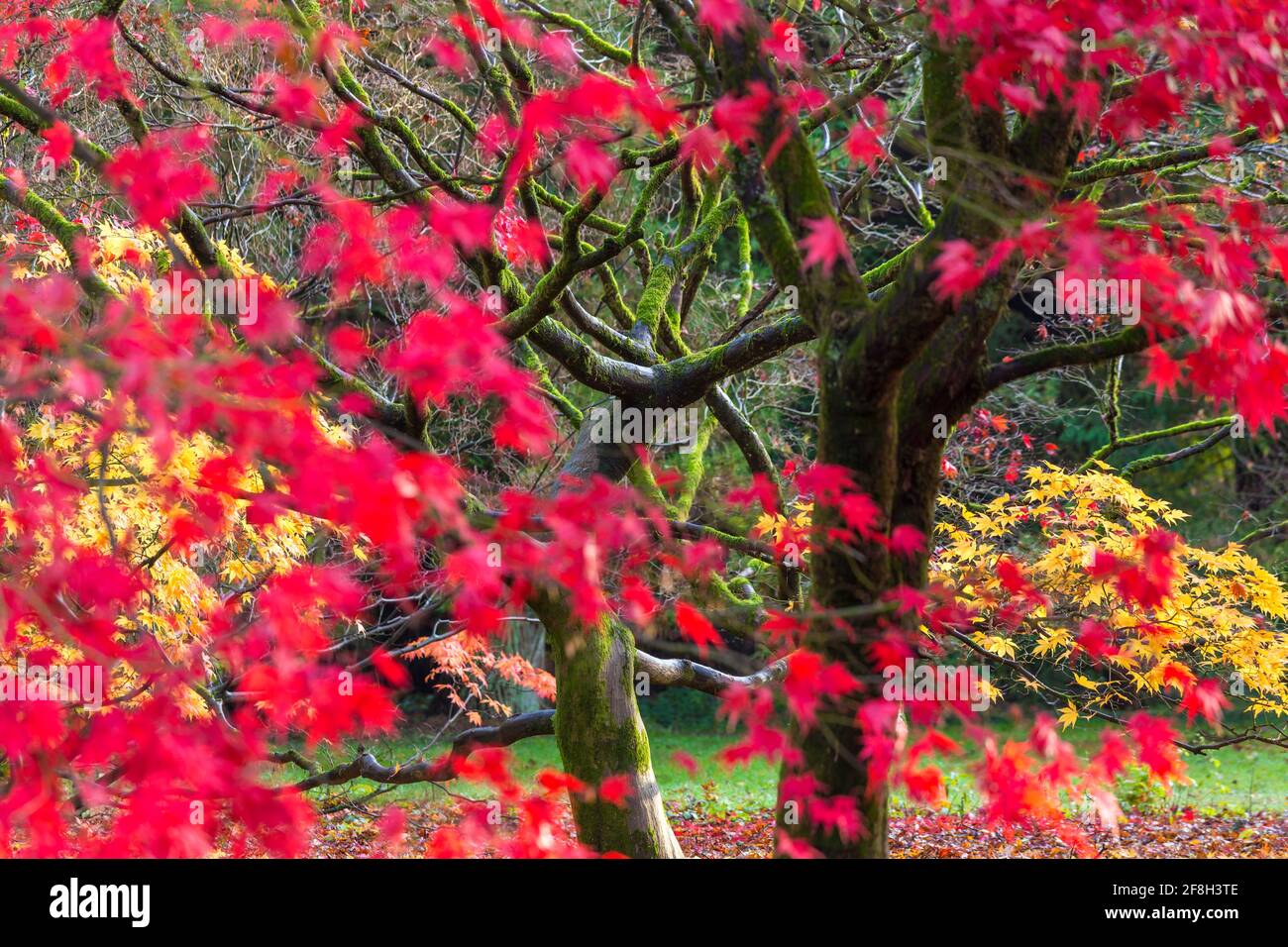 Autumn leaves on maple trees, England, United Kingdom Stock Photo Alamy