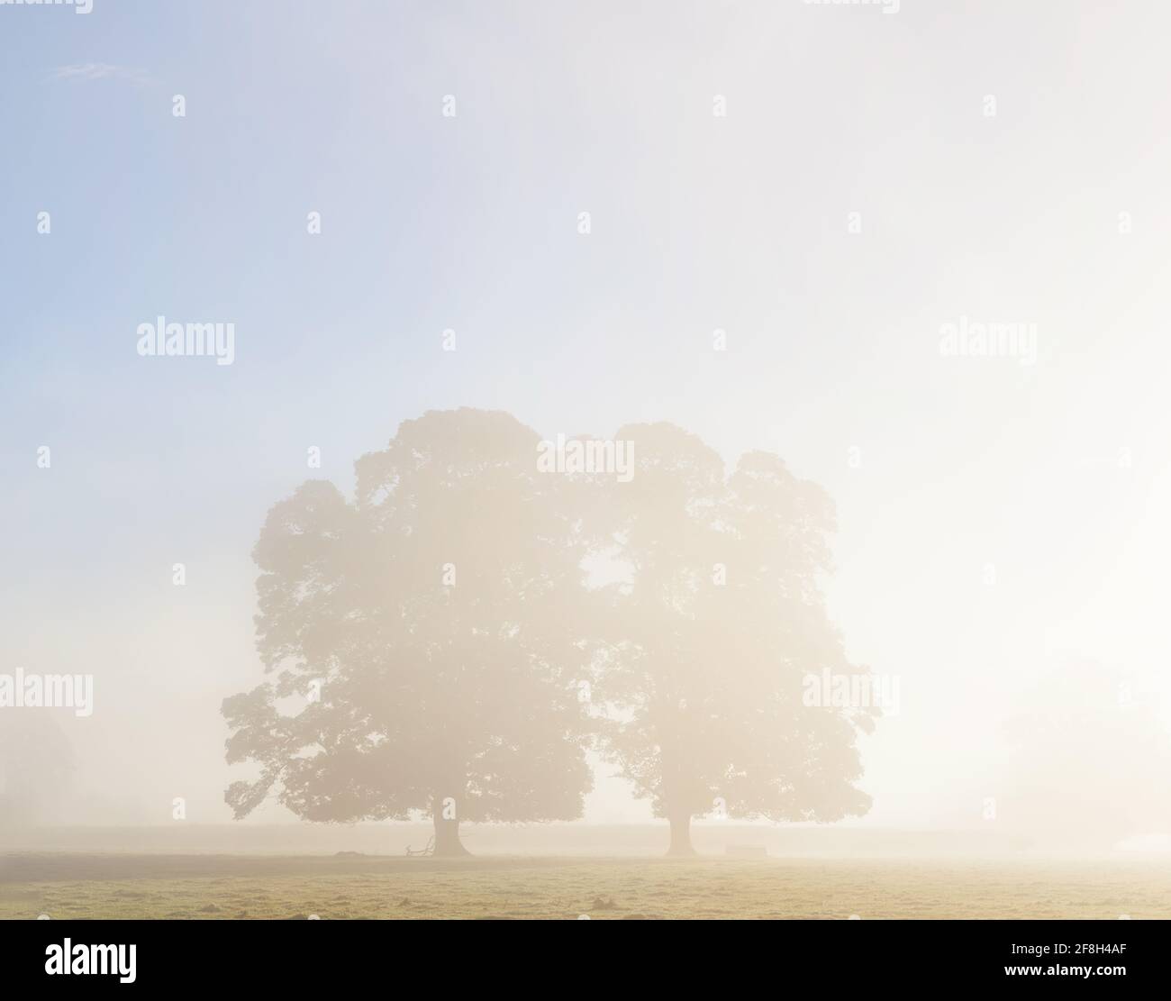Sunrise, silhouette of large oak trees in the Usk Valley Stock Photo ...