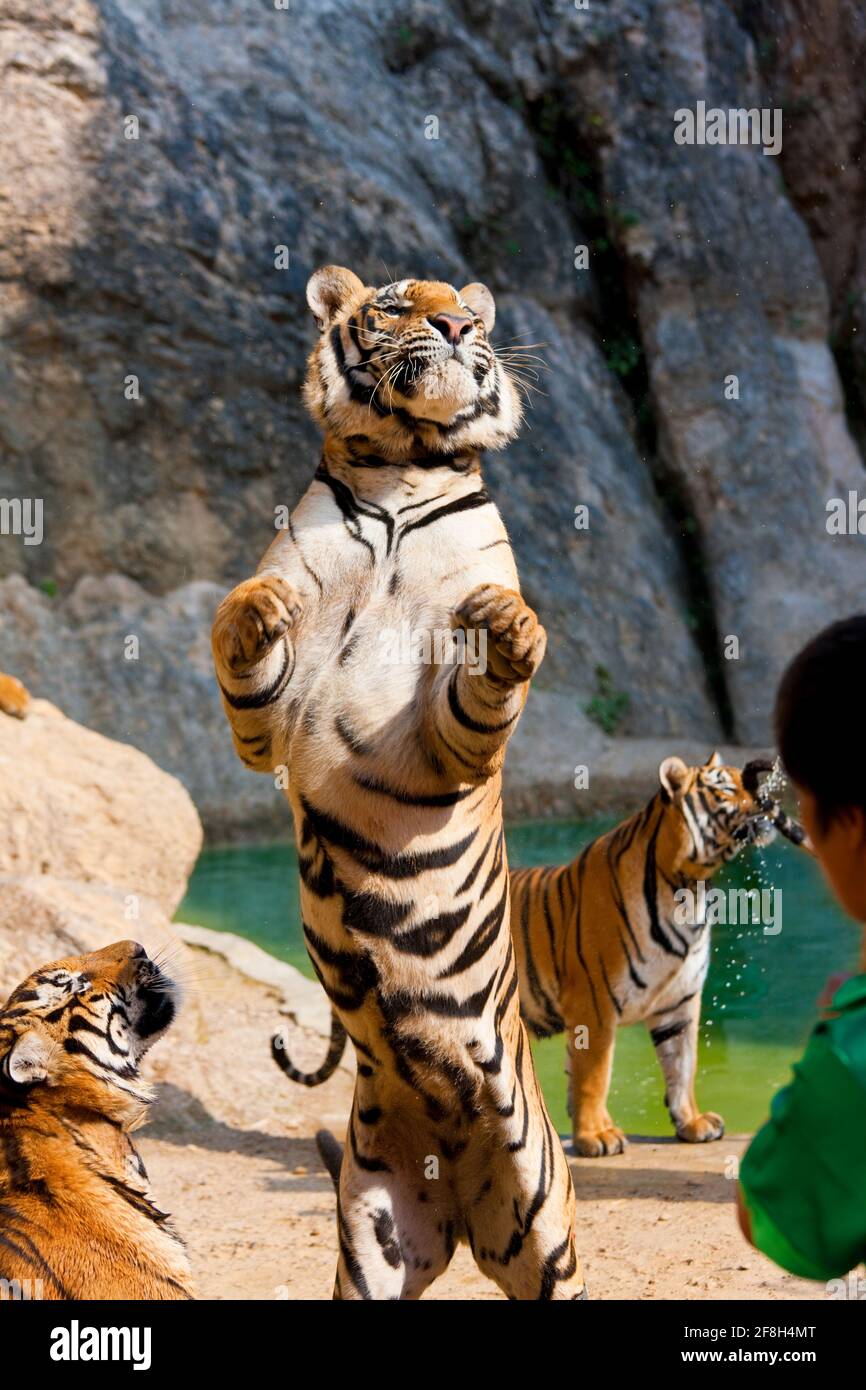Tigers in captivity, Panthera tigris corbetti, one on hind legs, Indochinese tiger or Corbett's tiger (Panthera tigris corbetti Stock Photo