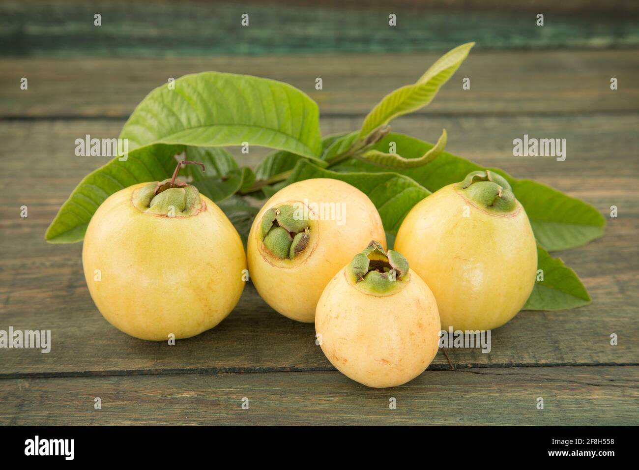 rose apple Syzygium Jambos Stock Photo Alamy
