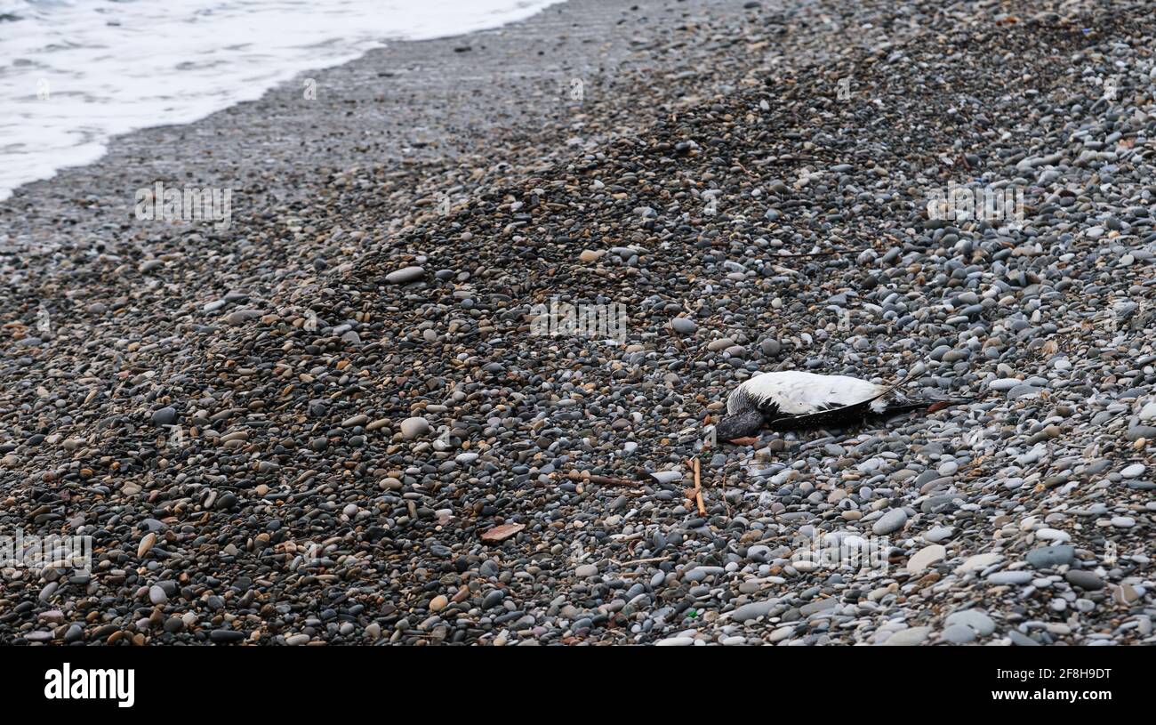 Body of white duck diving on coast of sea. Dead gull on beach. The problem of environmental pollution on global scale. Seabirds eat plastic garbage an Stock Photo