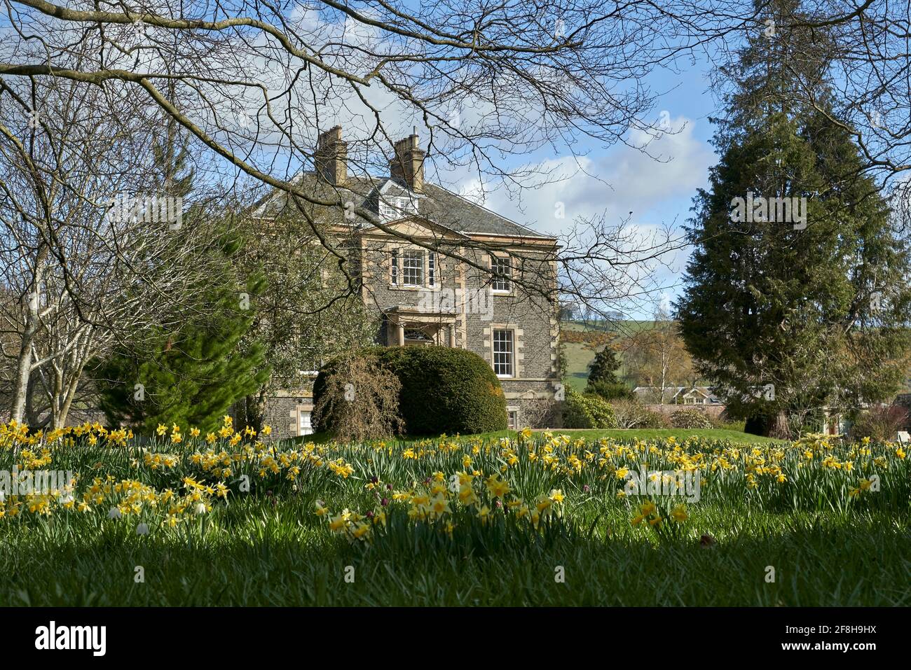 Harmony House Gardens in Melrose with Daffodils and snake's head fritillary in full bloom on a sunny spring day. Stock Photo