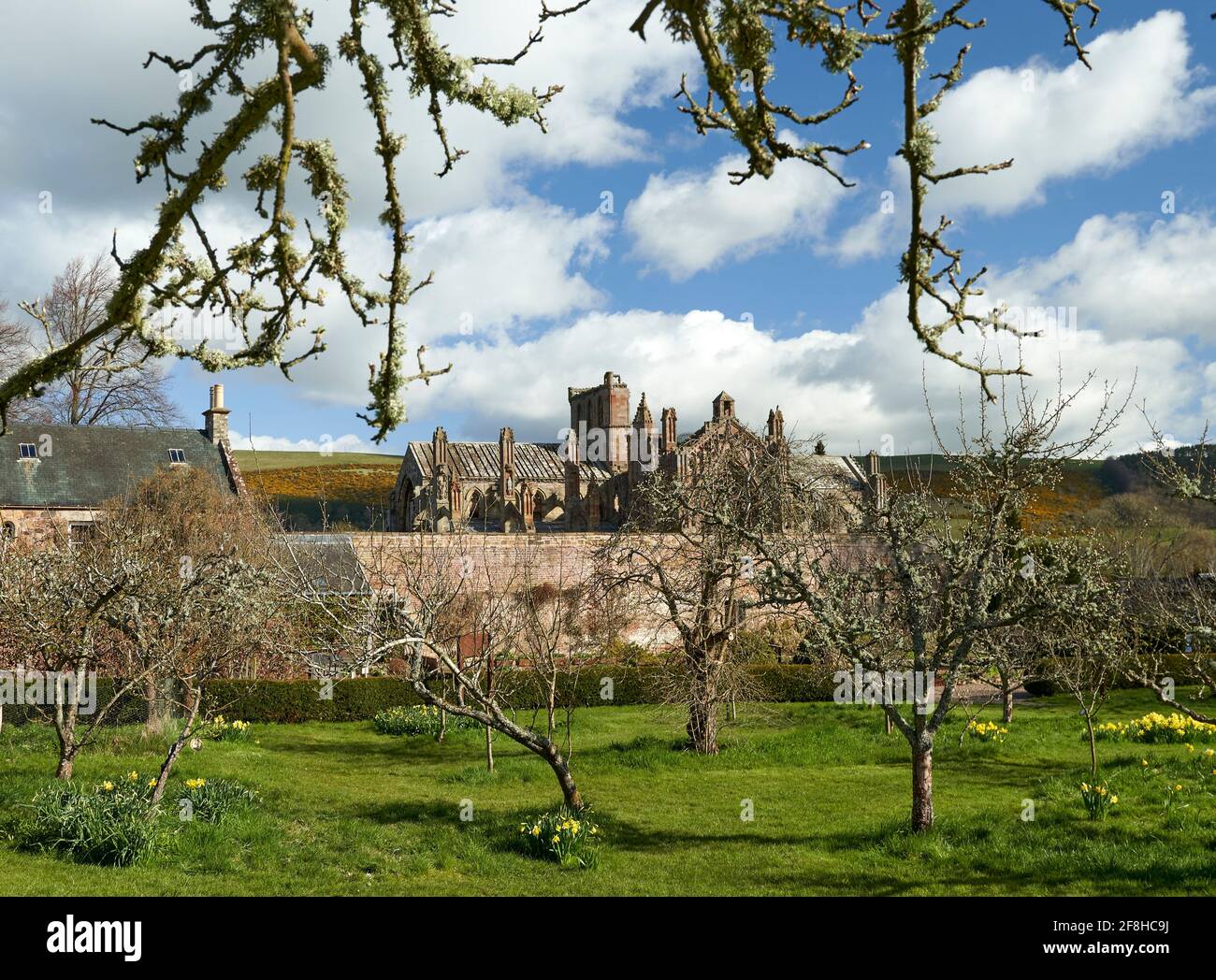 Priorwood Gardens in Melrose in spring with Daffodils and Melrose Abbey in the background. Stock Photo
