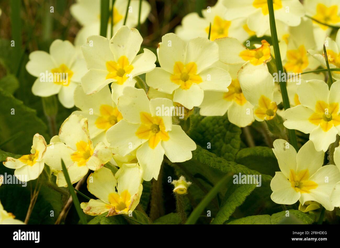 In early spring the Primrose is one of the earliest flowers to emerge in the grasslands of UK. These are the ancestors of Primulas that gardeners use Stock Photo