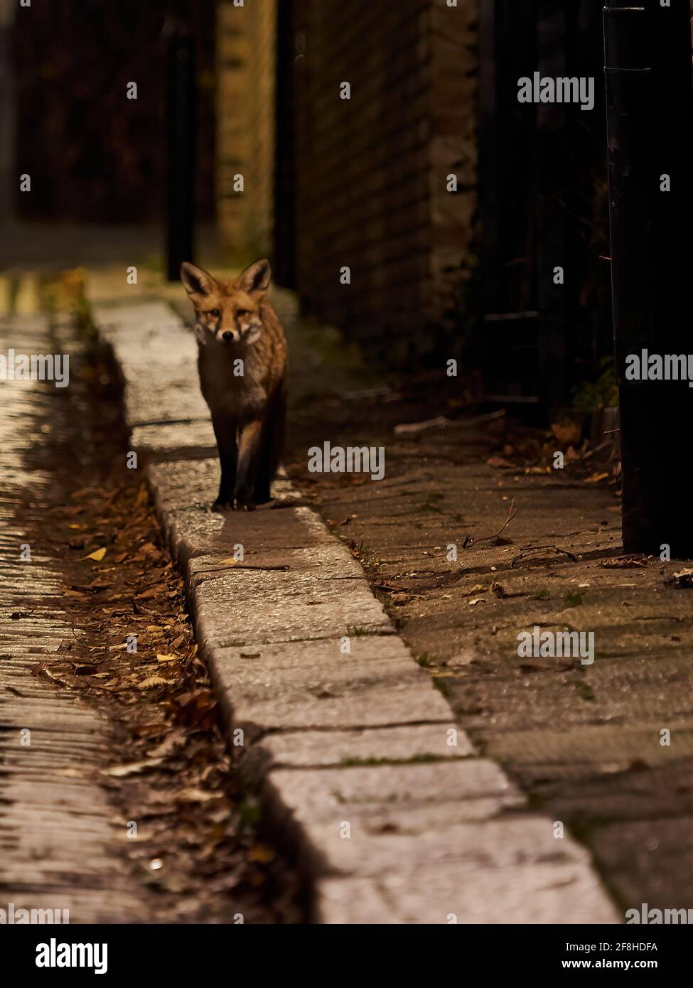 Wary High Resolution Stock Photography And Images Alamy