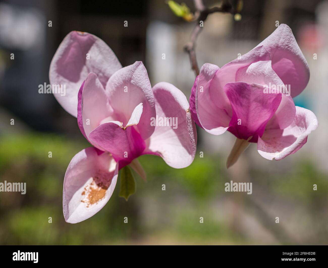 Magnolia Tree Trees High Resolution Stock Photography and Images - Alamy