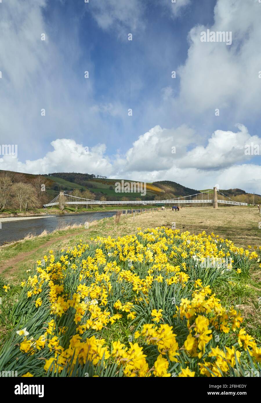 Gattonside Suspension or Chain Bridge in spring with daffodils blooming