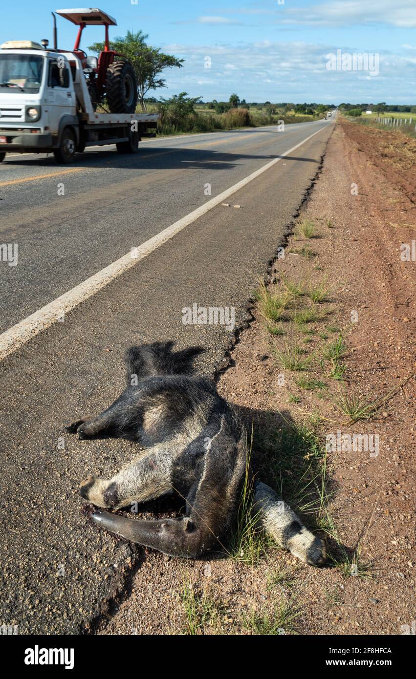 Dead giant anteater, Myrmecophaga tridactyla, run over, killed by vehicle on the road. Wild animal roadkill in the amazon rainforest, Brazil. Stock Photo